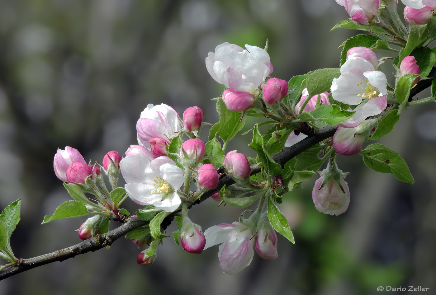 Frühlingsblüten