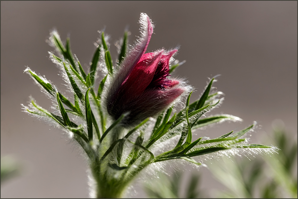 | Frühlingsblüten