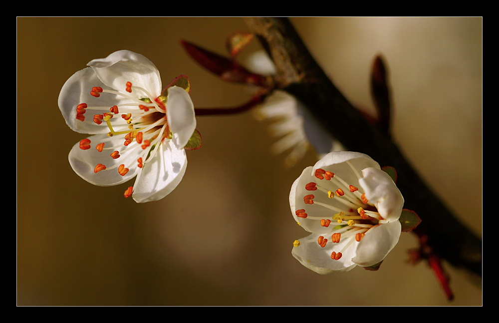 Frühlingsblüten