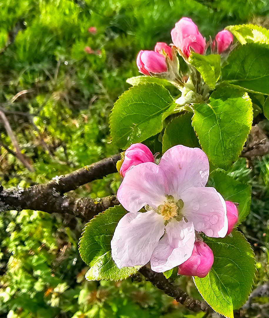 Frühlingsblüten