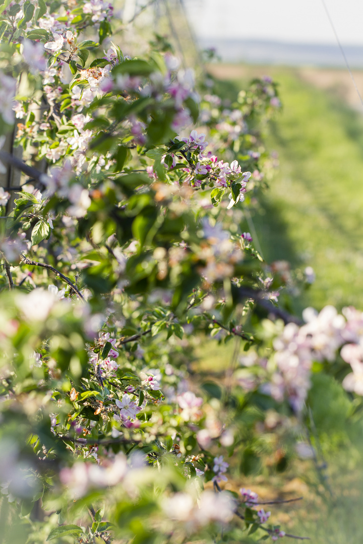 Frühlingsblüten