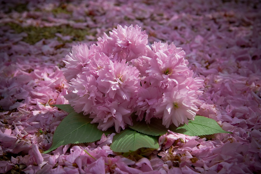 Frühlingsblüten ade