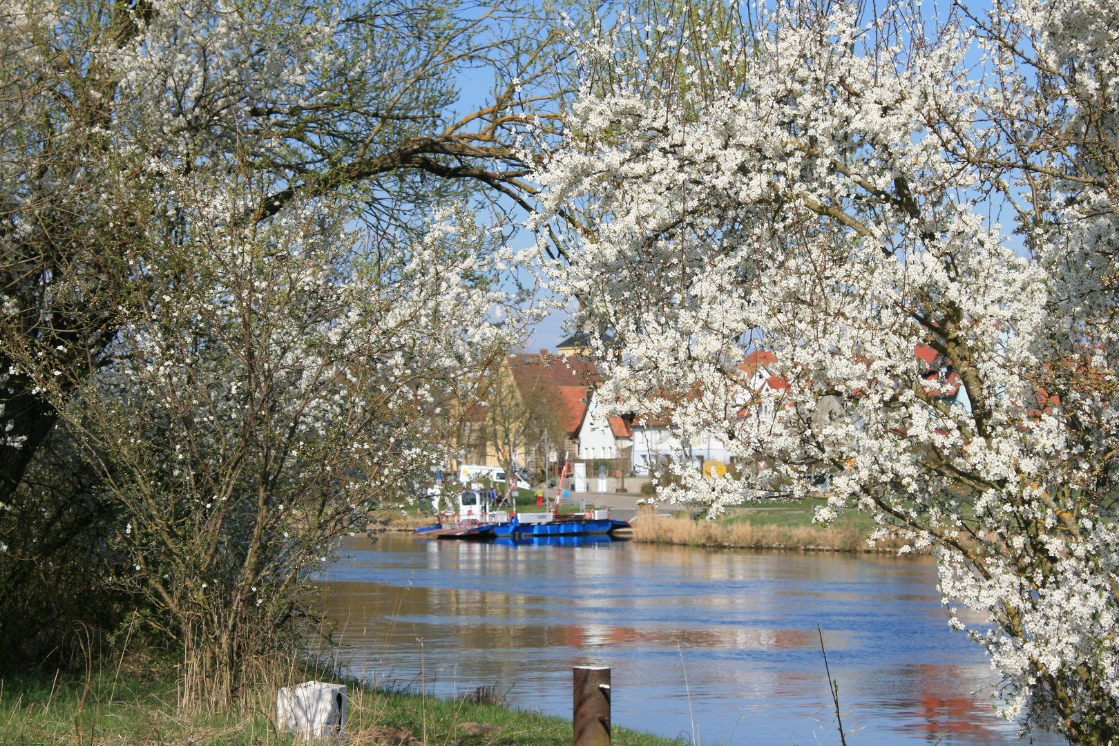 Frühlingsblüten am Fluss mit Fähre IMG_8874