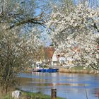 Frühlingsblüten am Fluss mit Fähre IMG_8874