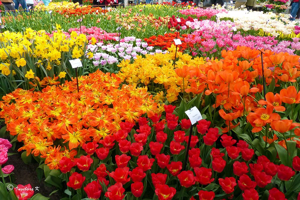 Frühlingsblüten am Keukenhof