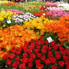 Frühlingsblüten am Keukenhof