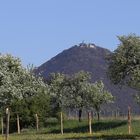 Frühlingsblüten am Milesovka, dem mit 836m höchsten Gipfel...