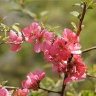 Frühlingsblüten am Strauch heller Zierquitte