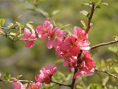 Frühlingsblüten am Strauch heller Zierquitte