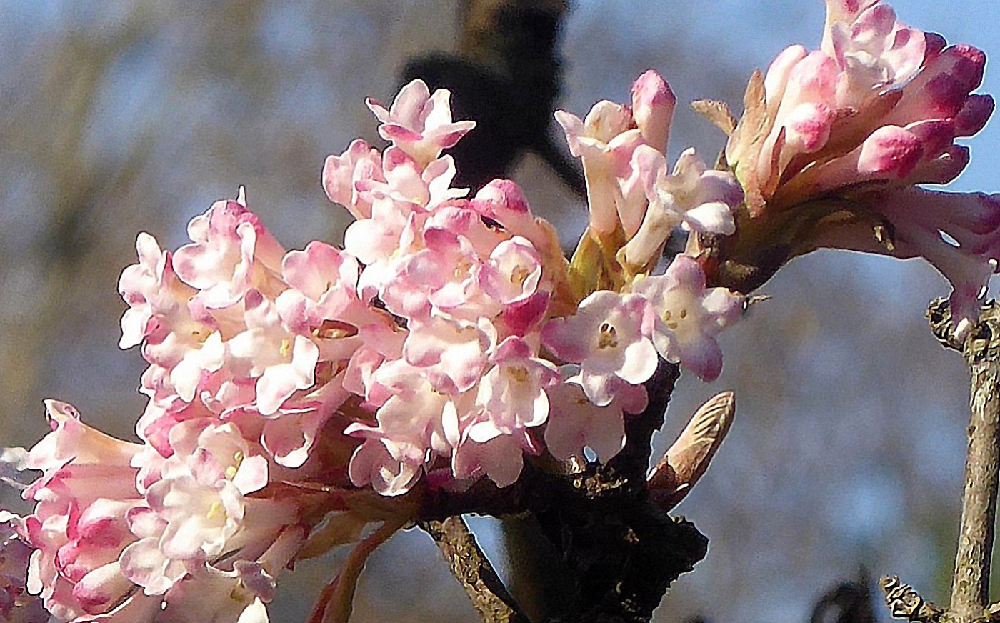 Frühlingsblüten am Strauch in der Sonne