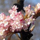 Frühlingsblüten am Strauch in der Sonne