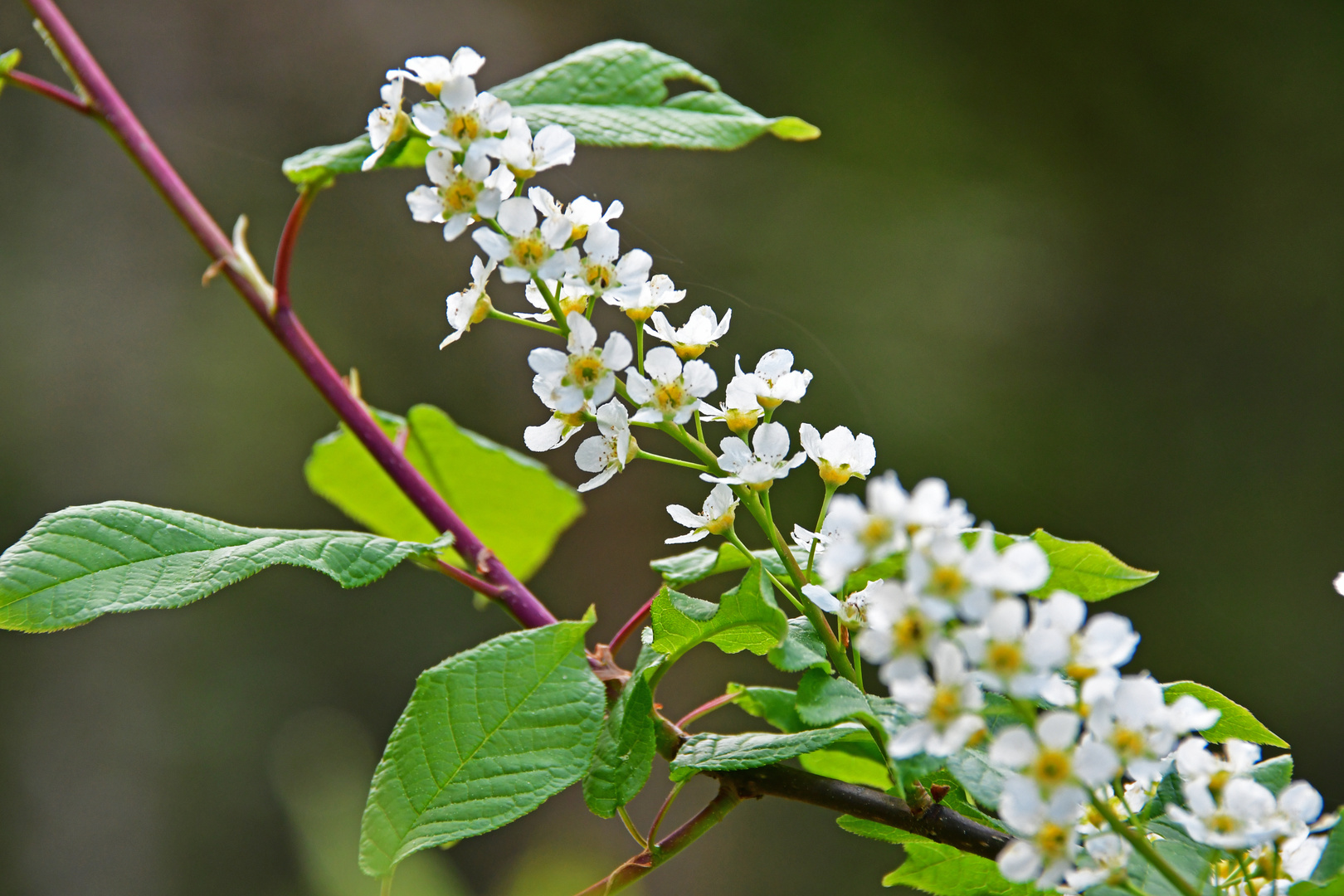 Frühlingsblüten am Waldrand