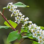 Frühlingsblüten am Waldrand