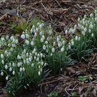 Frühlingsblüten am Wegesrand