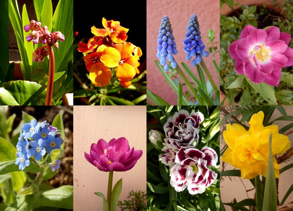 Frühlingsblüten auf meinem Balkon