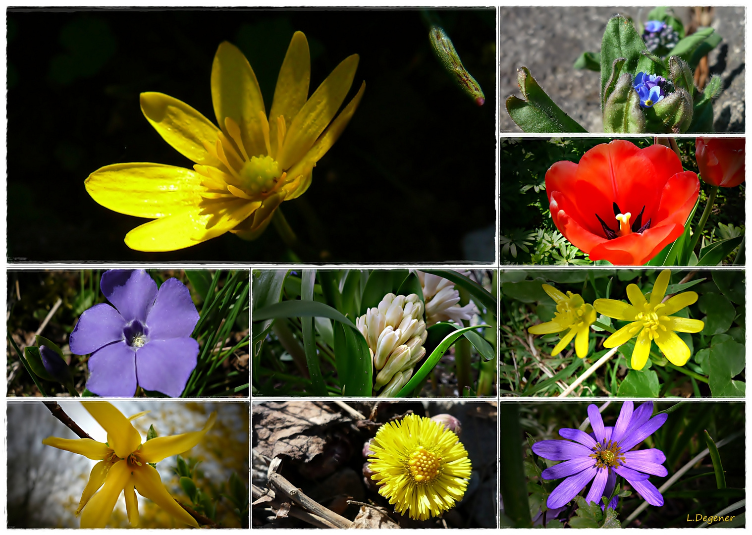 Frühlingsblüten aus Wald und Garten