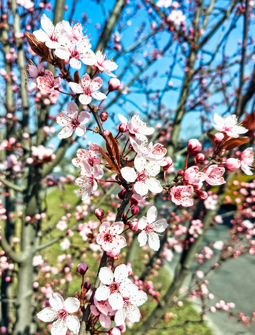 Frühlingsblüten