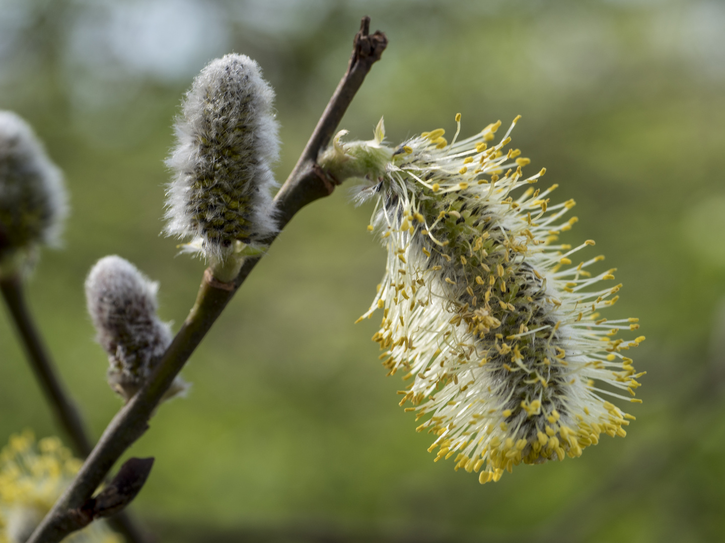 Frühlingsblüten