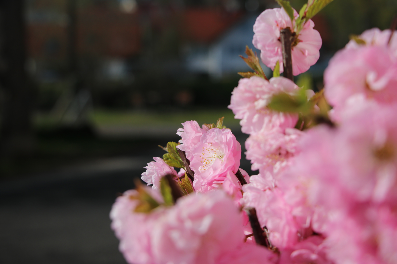 Frühlingsblüten