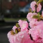 Frühlingsblüten