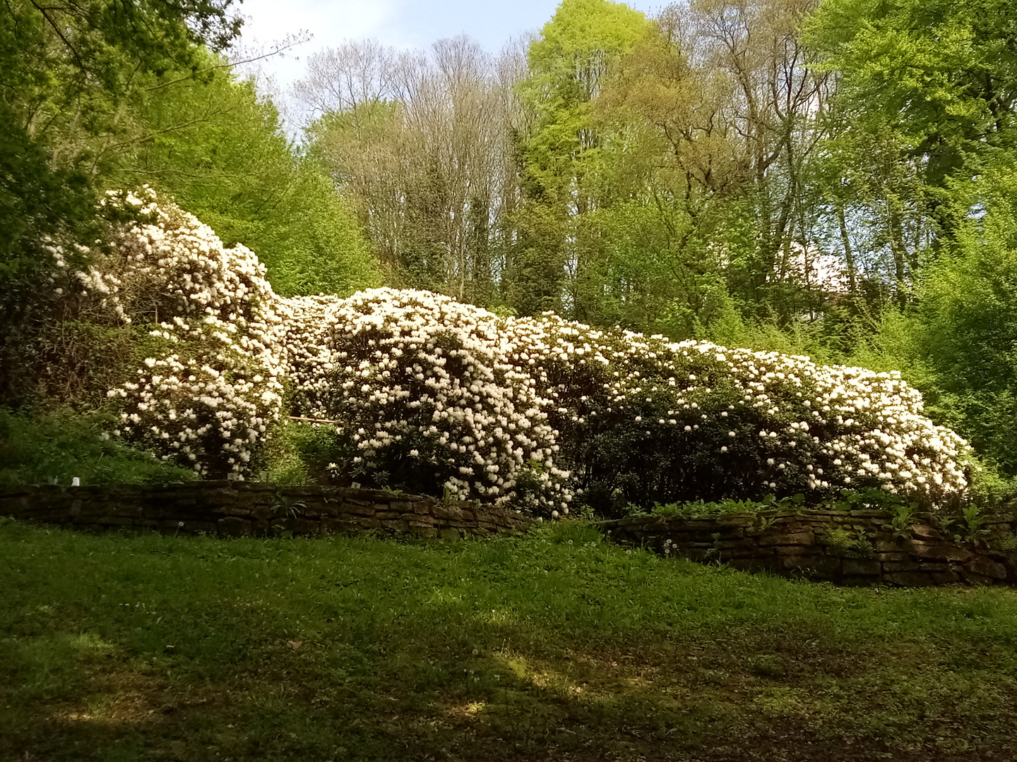 frühlingsblüten