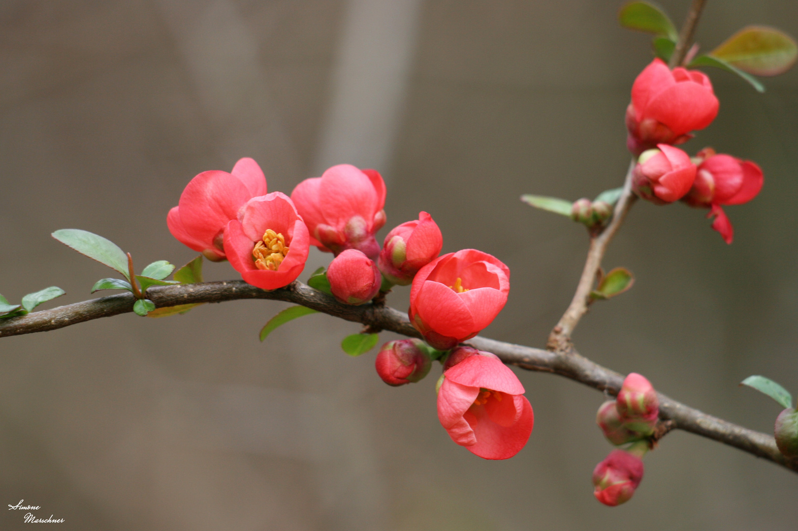 Frühlingsblüten