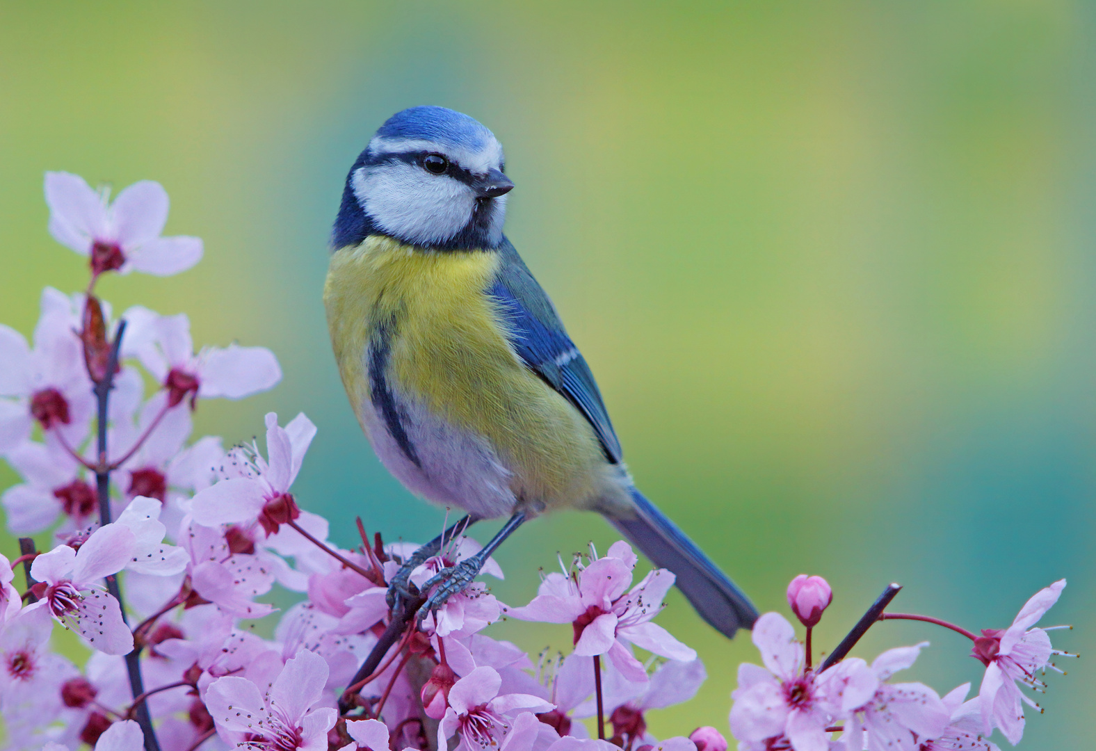 Frühlingsblüten