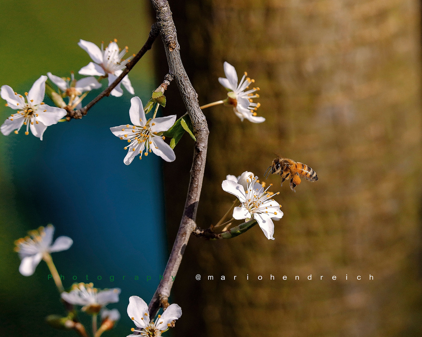 Frühlingsblüten Besucher