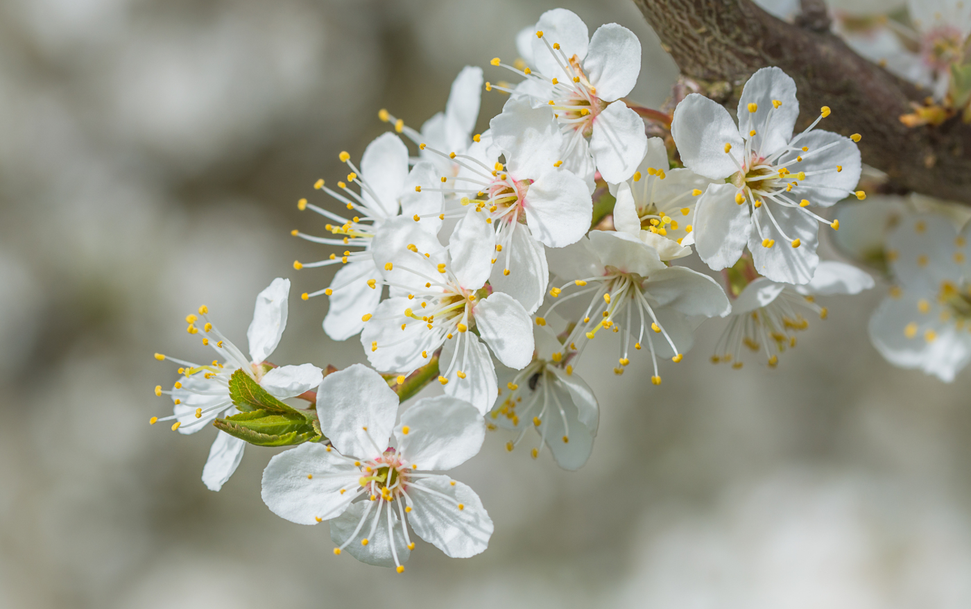 Frühlingsblüten