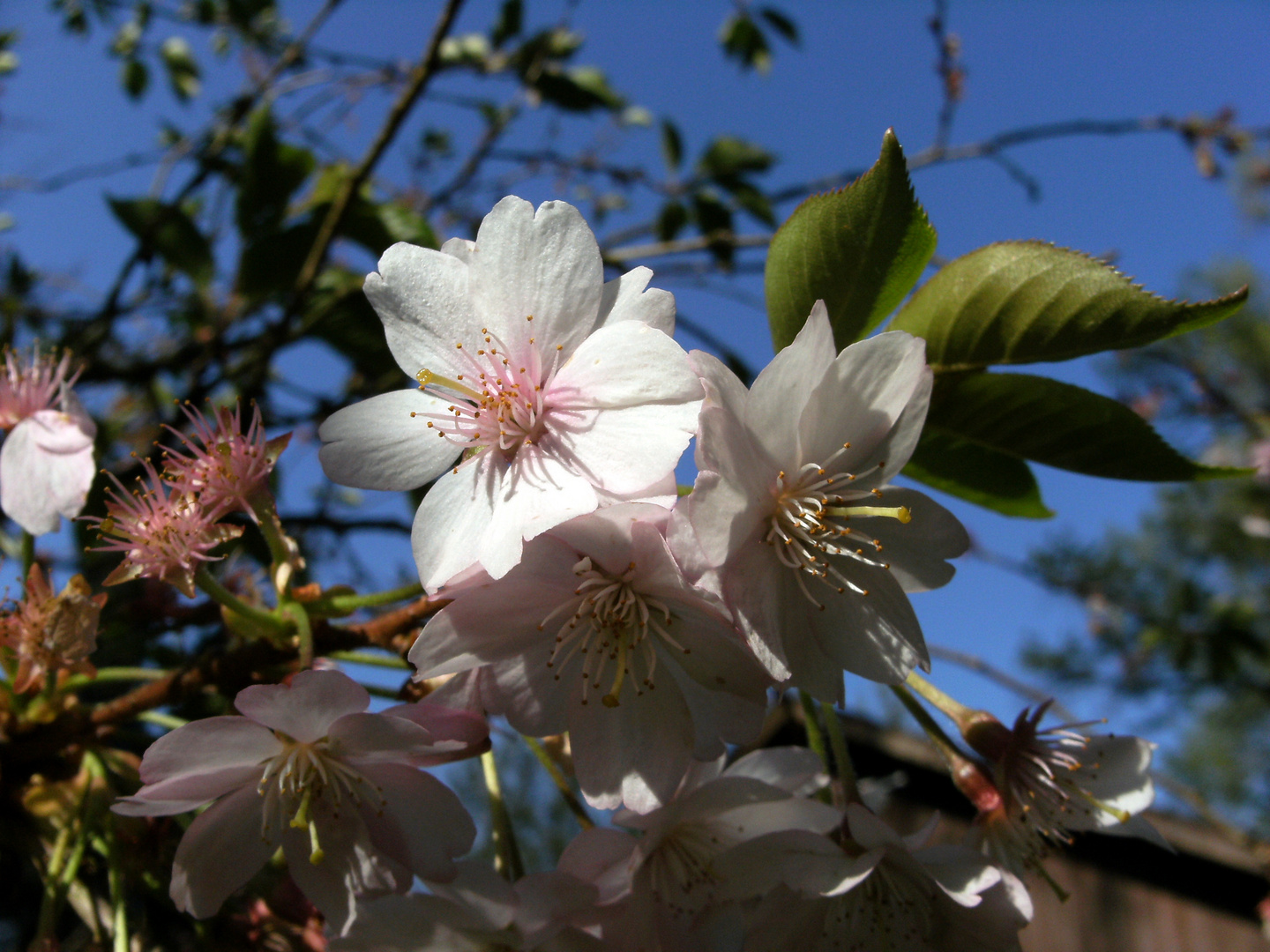 Frühlingsblüten