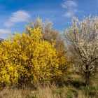 Frühlingsblüten