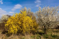 Frühlingsblüten