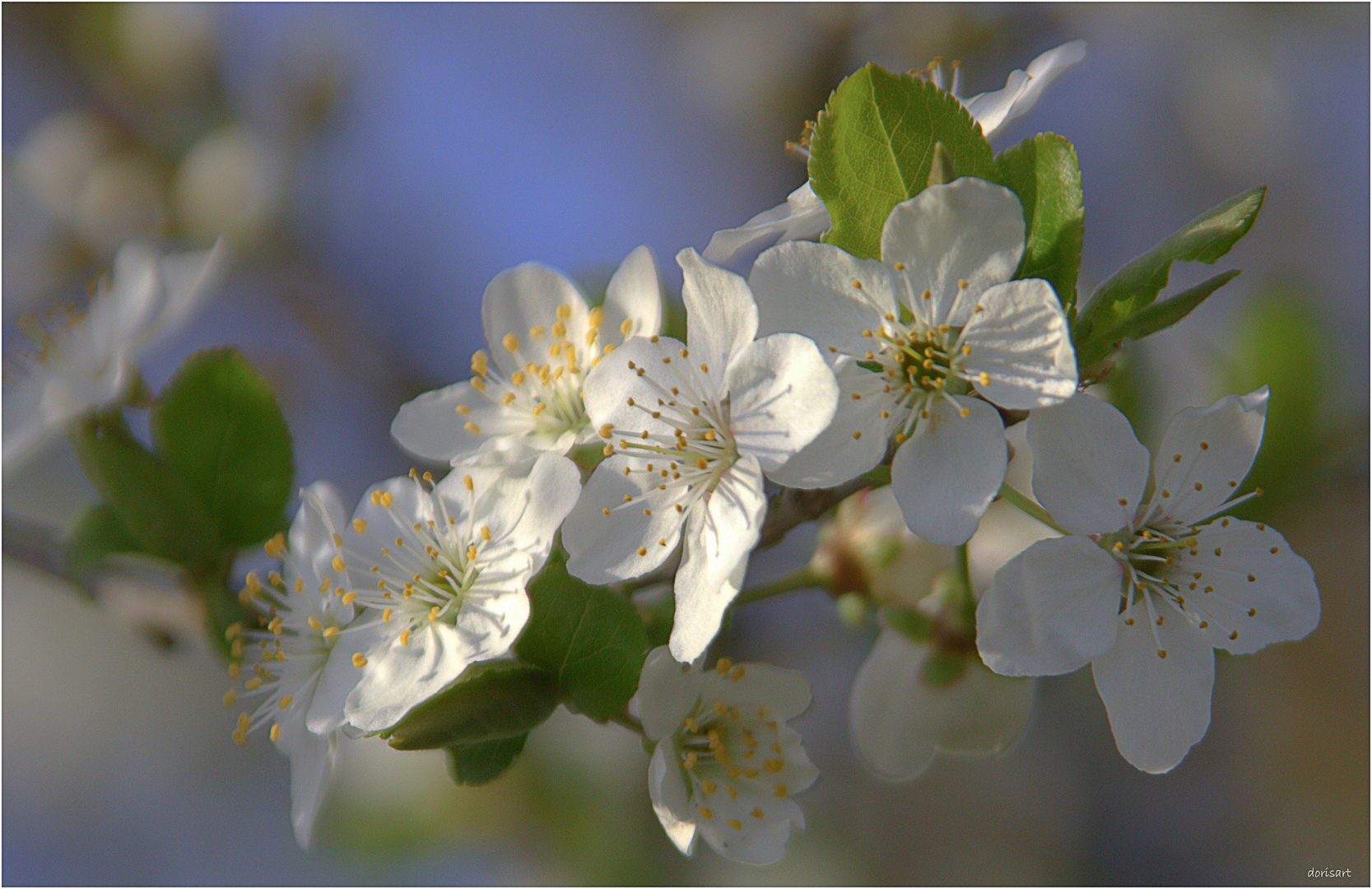 Frühlingsblüten