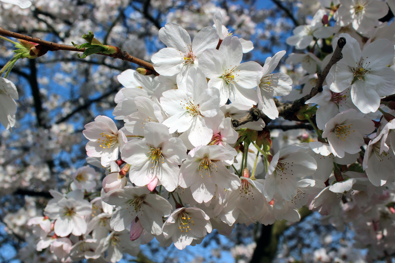 Frühlingsblüten