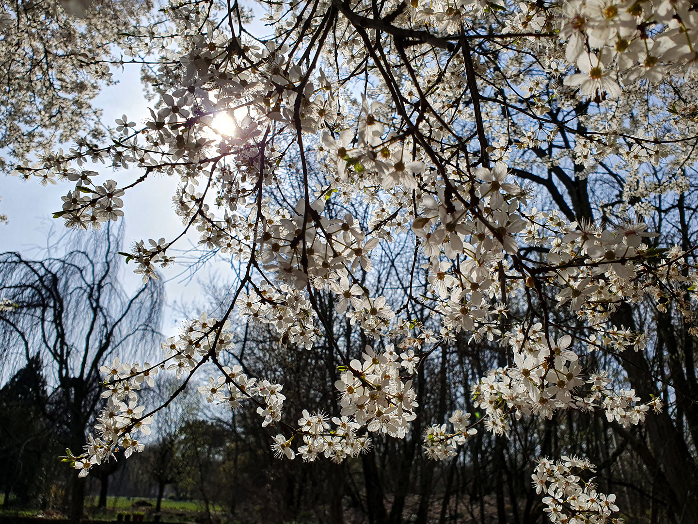 Frühlingsblüten