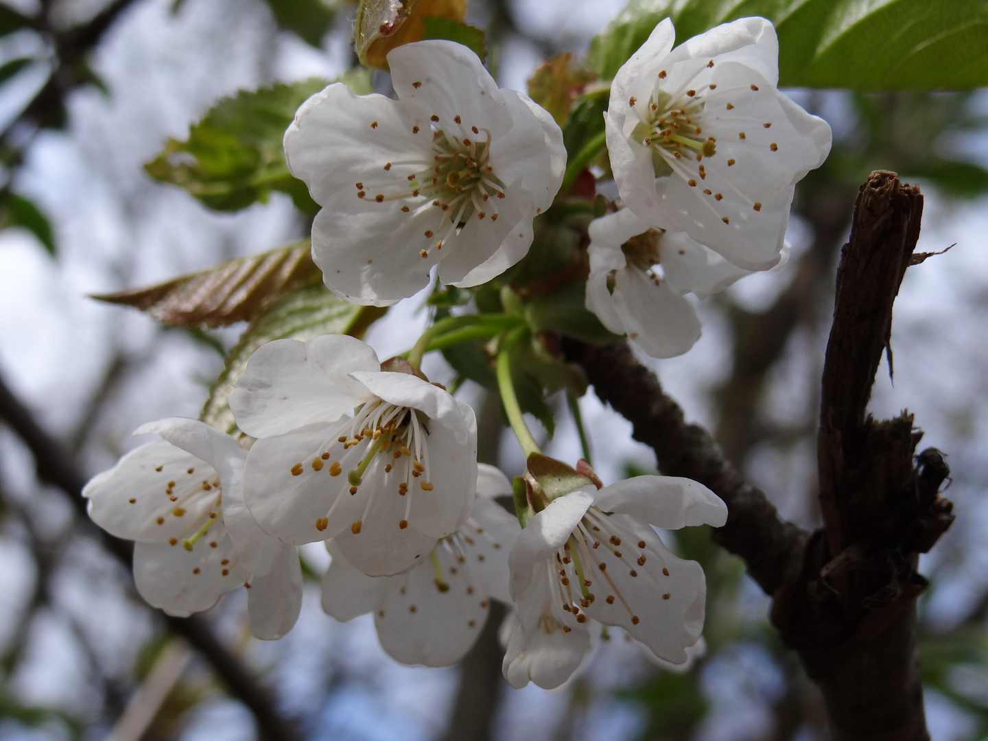 Frühlingsblüten