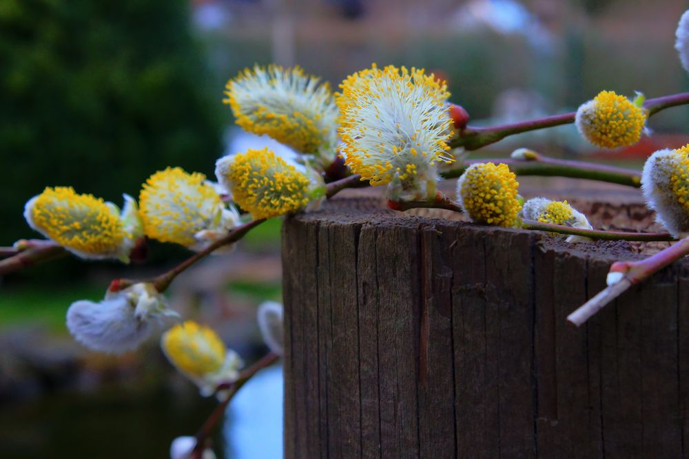 Frühlingsblüten