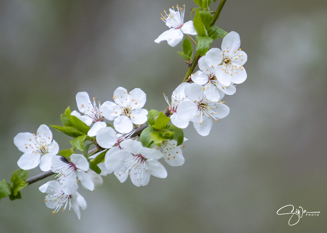 Frühlingsblüten