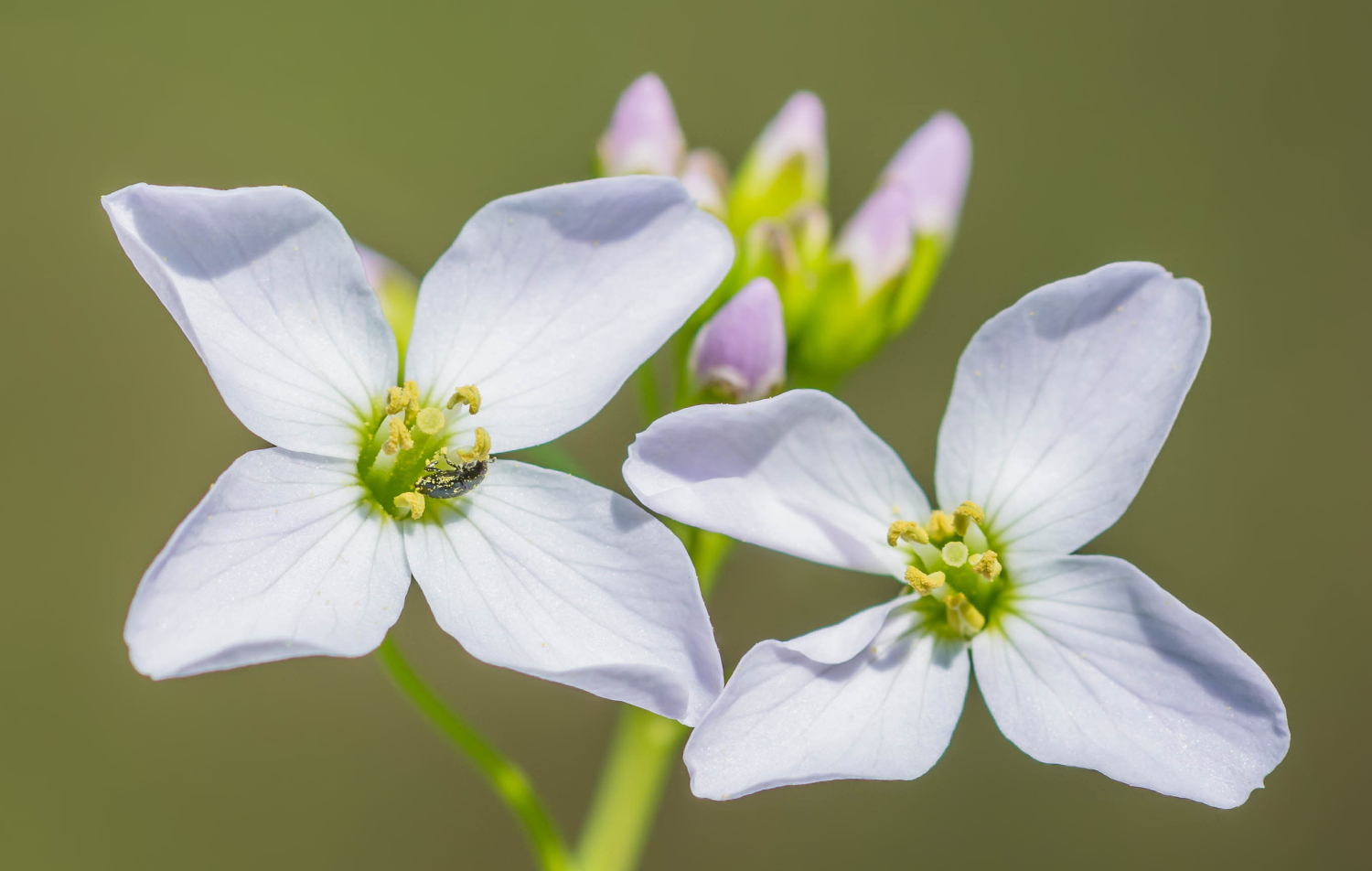 Frühlingsblüten