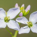 Frühlingsblüten