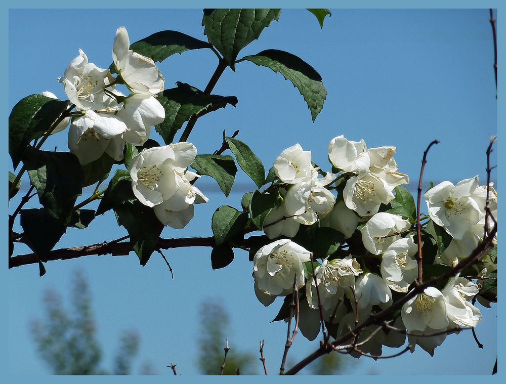 Frühlingsblüten erfreuen das auge