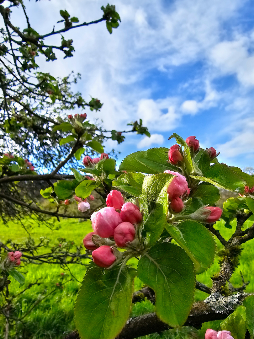 Frühlingsblüten