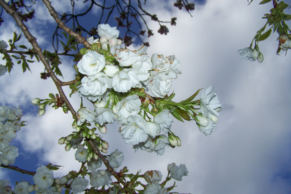 Frühlingsblüten