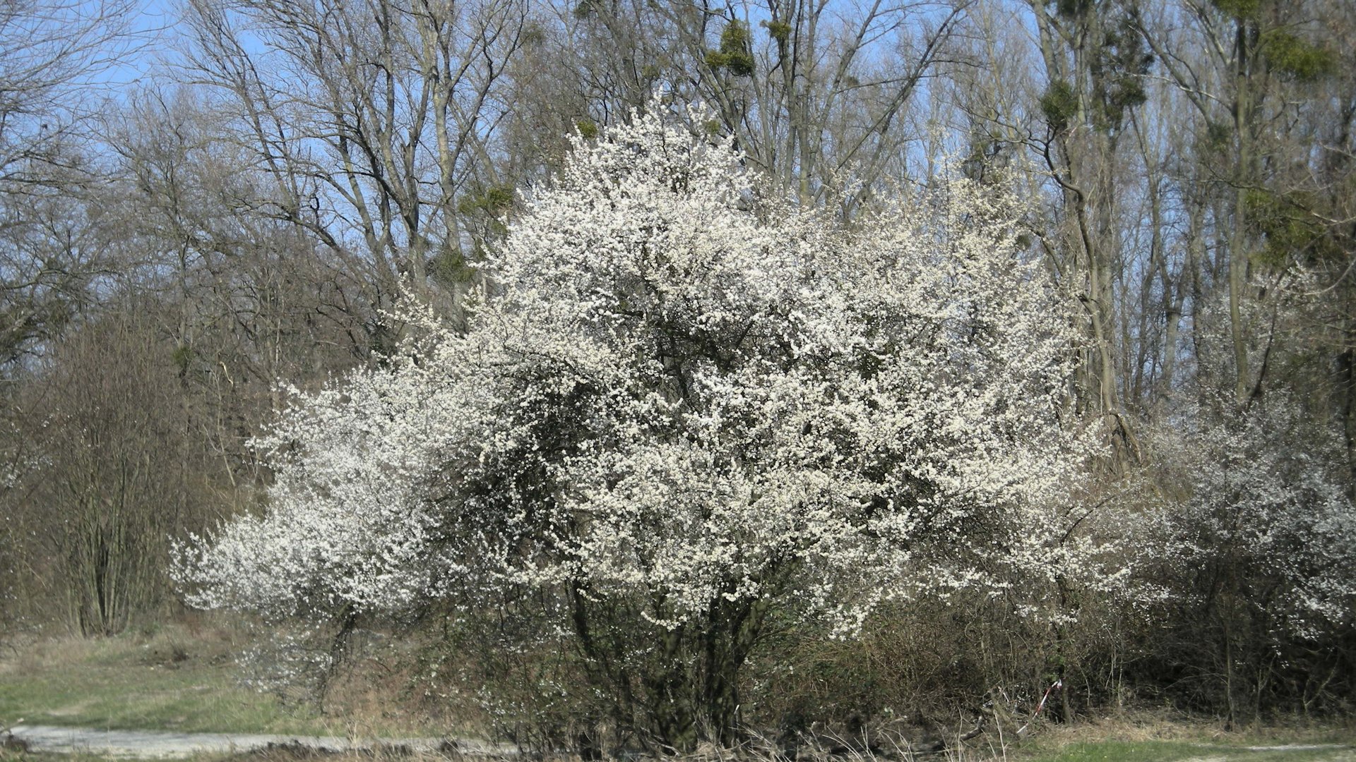 Frühlingsblüten!