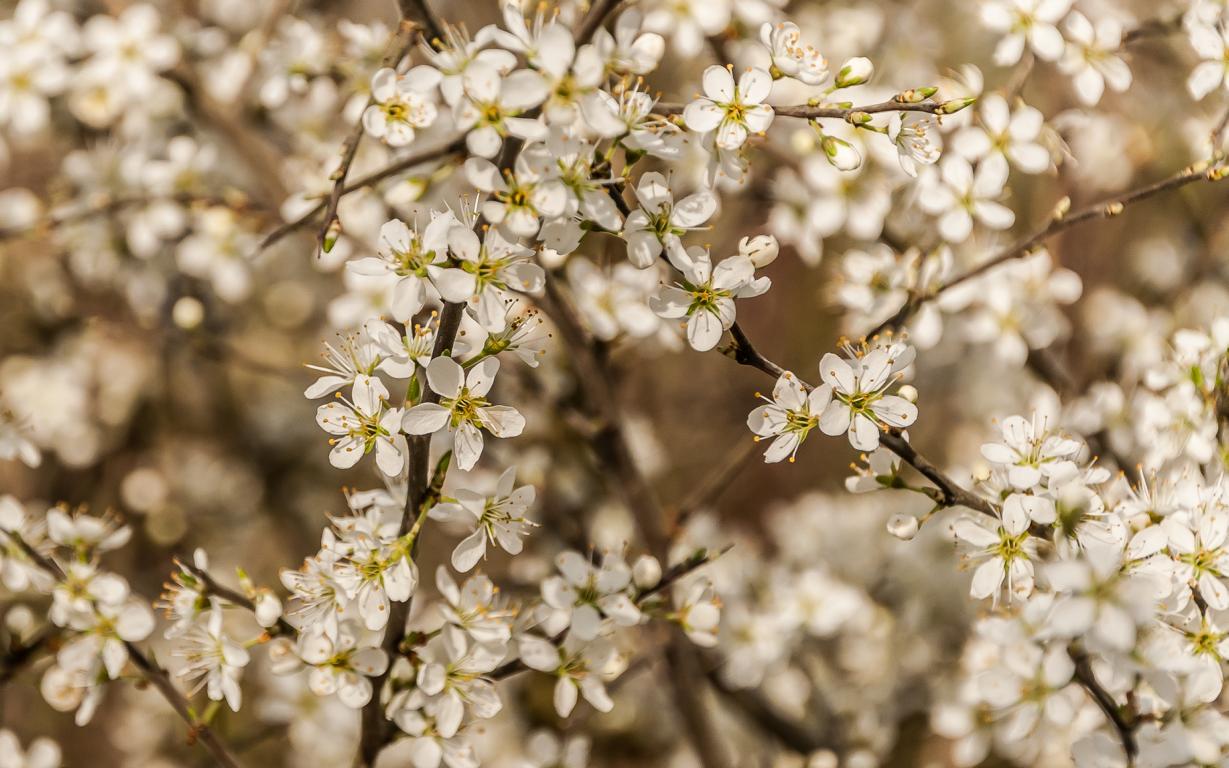 Frühlingsblüten