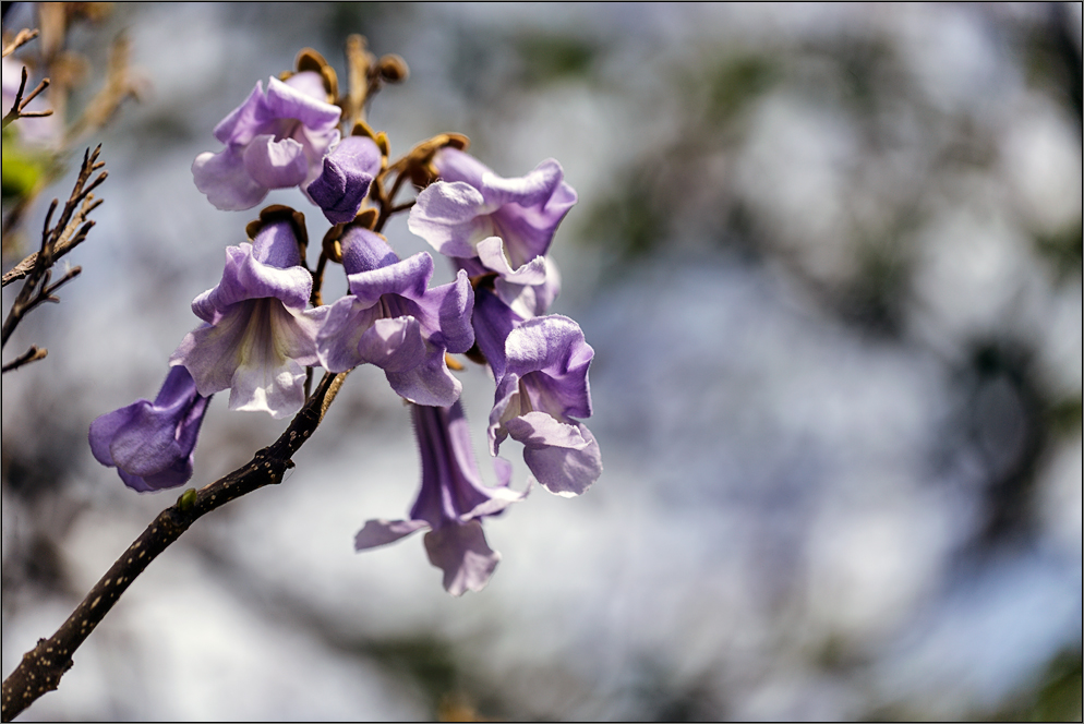 Frühlingsblüten ..