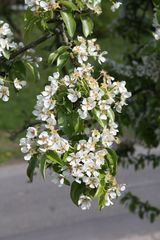 Frühlingsblüten fast in Ei-form, wegen Ostern