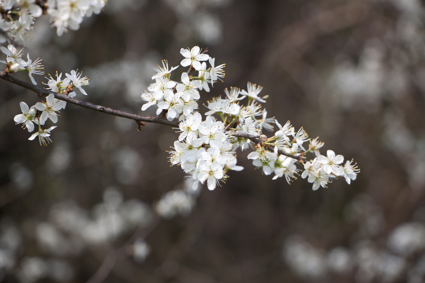 Frühlingsblüten