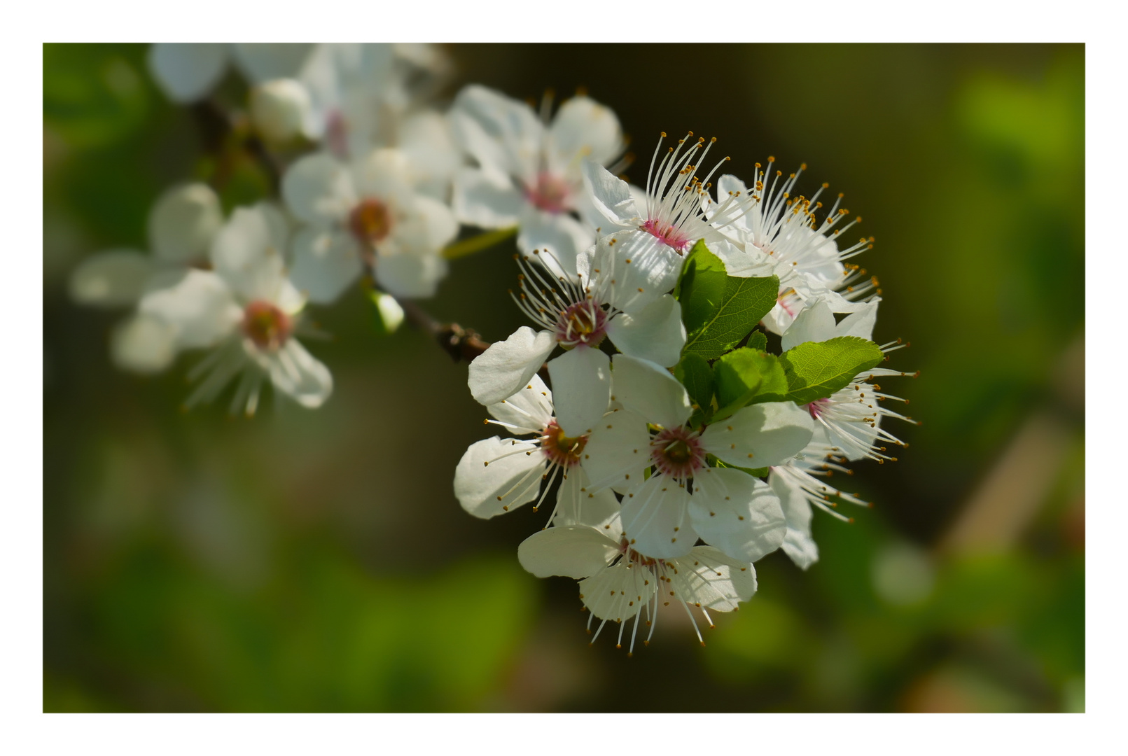 Frühlingsblüten