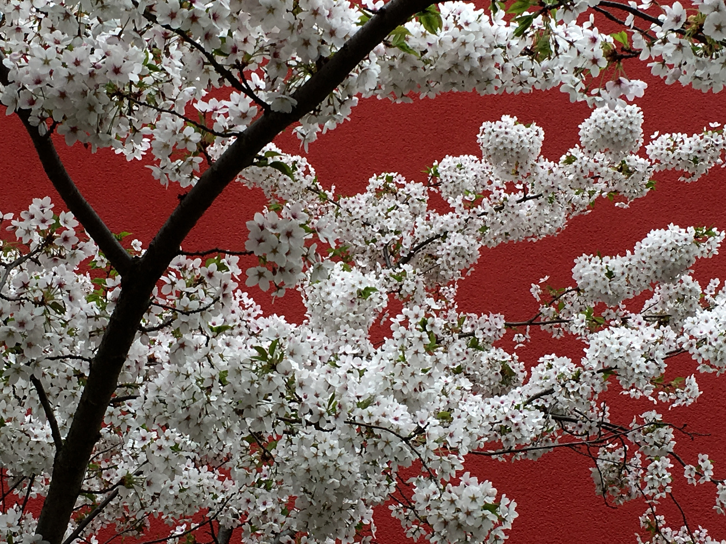 Frühlingsblüten II